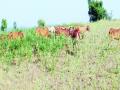 शेतकऱ्याने उभ्या तुरीत सोडली जनावरे - Marathi News | Farmers left standing tall animals | Latest nanded News at Lokmat.com