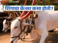बैलांना शिंगाचा कॅन्सर कसा होतो? काय आहेत त्याची लक्षणे? जाणून घ्या सविस्तर - Marathi News | How do bulls get horn cancer? What are its symptoms? Learn in detail | Latest agriculture News at Lokmat.com