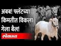 पुण्यातला सगळ्यात महागडा बजरंग बैल |फ्लॅटच्या किंमतीत झाली खरेदी!Bulls Getting At The Price Of Flat - Marathi News | The Most Expensive Bajrang Bull in Pune | Bought at Flat Price! Bulls Getting At The Price Of Flat | Latest maharashtra Videos at Lokmat.com