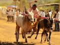बैलगाडी शर्यत समितीचे आंदोलन अखेर मागे - Marathi News | The bullock cart race committee is finally behind | Latest satara News at Lokmat.com