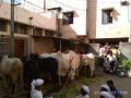 बैलगाडा शर्यतींना विरोध; अहमदनगरमध्ये कटारिया यांच्या घरासमोर बैलासह शेतक-यांचे आंदोलन - Marathi News | Bullock cartridge protest; Farmers' agitation with Bulls in front of Katariya's house in Ahmednagar | Latest ahilyanagar News at Lokmat.com