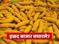 दिवाळीच्या मुहूर्तावर वाशिम बाजार समितीत हळद दर वधारले; वाचा काय मिळतोय दर - Marathi News | Turmeric prices increased in Washim Market Committee on the occasion of Diwali; Read what is the price being offered | Latest agriculture News at Lokmat.com