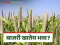 Bajari Bajar Bhav : बाजारात उन्हाळ बाजरी ठरणार का गेम चेंजर? वाचा आजचे बाजरी बाजारभाव - Marathi News | Bajari Bajar Bhav: Will summer millet be a game changer in the market? Read today's millet market price | Latest agriculture News at Lokmat.com