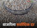 Bajri Market : गेल्या दीड महिन्याच्या तुलनेत बाजरीला मिळाला सर्वाधिक दर; वाचा सविस्तर - Marathi News | Bajri Market : Bajri got the highest price compared to the last one and a half months | Latest agriculture News at Lokmat.com