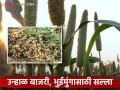 Krushi Salla : उन्हाळ बाजरी, भुईमूंग काढणीला आलाय, अवकाळीत असे करा नियोजन?  - Marathi News | Latest News Krushi Salla How to care unhal bajri bhuimung during unseasonal rains | Latest agriculture News at Lokmat.com