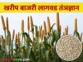 बाजरी लागवड करतांना हि पद्धत वापरा आणि अधिक उत्पादन मिळवा - Marathi News | Use this method while planting millet and get more yield | Latest agriculture News at Lokmat.com