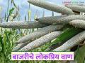बाजरी पिकात अधिक उत्पादन देणारे सुधारित व संकरित वाण कोणते? वाचा सविस्तर - Marathi News | Which improved and hybrid varieties give higher yield in pearl millet crop? Read in detail | Latest agriculture News at Lokmat.com