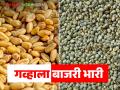 Wheat, Bajari Rate : गव्हाच्या चपातीपेक्षा बाजरीची भाकरी झाली महाग, जाणून घ्या सविस्तर  - Marathi News | Latest News Wheat, Bajari Rate bajari bhakar has become more expensive than wheat chapati, know the details | Latest agriculture News at Lokmat.com