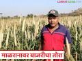साठ दिवसांत दीड फूटाच्या कणसांची बाजरी; रावसाहेबांना उन्हाळी पिक देतेय दुहेरी फायदा - Marathi News | Millet with ears of one and a half feet in sixty days; Summer crop gives Raosaheb a double benefit | Latest agriculture News at Lokmat.com