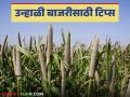 Bajara Crop : शेतकऱ्यांनो उन्हाळी बाजरीचे तंत्र जाणून घ्या सविस्तर - Marathi News | Bajara Crop: Intercropping gained momentum in millet crop; Read millet tips in detail | Latest agriculture News at Lokmat.com