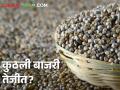 Bajari Market : पुण्यात महिको बाजरीची सर्वाधिक आवक, कुठल्या बाजरीला काय भाव?  - Marathi News | Latest News Bajari Market Highest arrival of Mahiko bajri in Pune, see today market price | Latest agriculture News at Lokmat.com