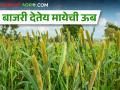 थंडी व मकर संक्रांतीच्या पार्श्वभूमीवर बाजरीला मागणी वाढली! - Marathi News | Latest News Demand for millet increased due to cold weather | Latest agriculture News at Lokmat.com