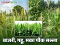 Agriculture News : उन्हाळी बाजरी, गहू, मका पिकांसाठी कृषी सल्ला, वाचा सविस्तर  - Marathi News | Latest News Agriculture News Agricultural advisory for summer millet, wheat, maize crops, read in detail | Latest agriculture News at Lokmat.com
