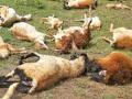 बारा बकऱ्यांचा अचानक तडफडून मृत्यू - Marathi News | Twelve goats died suddenly | Latest sindhudurga News at Lokmat.com