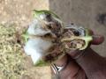 बोंड अळीच्या प्रादुर्भावाने शेवगाव तालुक्यात कपाशीचे नुकसान - Marathi News | The loss of cotton in the Shevgaon taluka due to the presence of bond larvae | Latest ahilyanagar News at Lokmat.com