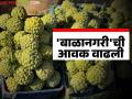 Sitafal Bajar Bhav : आरोग्यासाठी उपयुक्त 'या' सीताफळाची बाजारात आवक वाढली; कसा मिळतोय दर? - Marathi News | Sitafal Bajar Bhav : The arrival of 'this' custard apple, which is beneficial for health, has increased in the market; How is the price being obtained? | Latest agriculture News at Lokmat.com