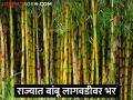 राज्यात येत्या ५ वर्षात १० लाख हेक्टर क्षेत्रावर बांबू लागवडीचे नियोजन - Marathi News | Planning of bamboo cultivation on 10 lakh hectares area in the next 5 years in the state | Latest agriculture News at Lokmat.com