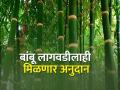 बांबू लागवडीसाठी आता हेक्टरी सात लाख रुपये अनुदान - Marathi News | A subsidy of Rs 7 lakh per hectare is now available for bamboo cultivation | Latest agriculture News at Lokmat.com
