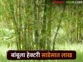 पडीक जमिनीवर बांबू लागवड करा आणि साडेसात लाखांचे अनुदान मिळावा - Marathi News | Plant bamboo on waste land and get a subsidy of seven and a half lakhs | Latest agriculture News at Lokmat.com