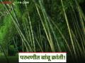 Bamboo Cultivation : परभणीत होणार बांबू हब; राज्यातील पहिले संशोधन केंद्र वाचा सविस्तर - Marathi News | latest news Bamboo Cultivation: Parbhani will become a bamboo hub; First research center in the state Read in detail | Latest agriculture News at Lokmat.com