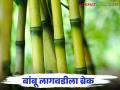 Bamboo Cultivation : त्या एका अटीमुळे कोल्हापूर जिल्ह्यातील बांबू लागवड झाली ठप्प.. वाचा सविस्तर - Marathi News | Due to that one condition, bamboo cultivation in Kolhapur district has stopped.. read in detail | Latest agriculture News at Lokmat.com