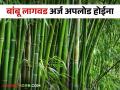 Bamboo Cultivation Scheme : बांबू लागवडीसाठी हेक्टरी ७ लाख अनुदानाची घोषणा; पोर्टलवर ५ लाखांवरचे अर्ज अपलोड होईना ! वाचा सविस्तर  - Marathi News | Bamboo Cultivation Scheme : Announcement of 7 lakh hectare subsidy for bamboo cultivation; 5 lakh applications will not be uploaded on the portal! Read in detail  | Latest agriculture News at Lokmat.com