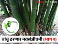 बांबूपासून होणार इथेनॉल निर्मिती; पेट्रोल, डिझेलला ठरणार पर्याय - Marathi News | Ethanol production from bamboo; An alternative to petrol, diesel | Latest agriculture News at Lokmat.com