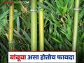 Bamboo Farming: बांबू लागवडीतून होणार पर्यावरण संवर्धन; आर्थिक फायदा कसा ते वाचा सविस्तर - Marathi News | Bamboo Farming: latest news Environmental conservation will be achieved through bamboo cultivation; Read in detail how it will benefit the economy | Latest agriculture News at Lokmat.com