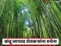 Bamboo Cultivation : अनुदान भरपूर, लागवड थोडी; बांबू योजनेला प्रतिसाद का नाही? वाचा सविस्तर - Marathi News | latest news Bamboo Cultivation: Lots of subsidies, little cultivation; Why is there no response to the bamboo scheme? Read in detail | Latest agriculture News at Lokmat.com