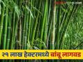 Bamboo Cultivation : राज्यात 21 लाख हेक्टरवर बांबूची लागवड होणार, 'हे' आहे कारण? वाचा सविस्तर  - Marathi News | Latest News Bamboo will be cultivated on 21 lakh hectares in maharashtra says pasha patel | Latest agriculture News at Lokmat.com