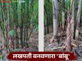 Bamboo Lagvad : पडीक व माळरानावरील बांबू लागवड शेतकऱ्यांना बनवेल लखपती - Marathi News | Bamboo Lagvad : Bamboo cultivation on wastelands and barren lands Will make farmers millionaires | Latest agriculture News at Lokmat.com