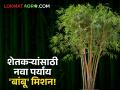Bamboo Sheti : कमी जागेत, मोठा नफा; बांबू पिकाने दिला नवा मार्ग वाचा सविस्तर - Marathi News | latest news Bamboo Sheti: Big profit in less space; Bamboo crop has given a new path Read in detail | Latest agriculture News at Lokmat.com