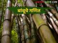 बांबू शेतीचा सातारा पॅटर्न; शेतकरी होईल का मालामाल? - Marathi News | Satara Pattern of Bamboo Farming; Will the farmer become rich? | Latest agriculture News at Lokmat.com