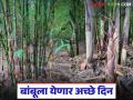 राज्यात बांबू उद्योग धोरणाला मंजुरी; बांबू उत्पादक शेतकरी व उद्योगाला कसा होणार फायदा? - Marathi News | Bamboo industry policy approved in the state; How will bamboo farmers and industry benefit? | Latest agriculture News at Lokmat.com