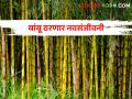 रोजगार हमी योजनेतून या पिकाला मिळतंय हेक्टरी ७ लाख रुपये अनुदान - Marathi News | This crop is getting a subsidy of Rs 7 lakh per hectare from the employment guarantee scheme | Latest agriculture News at Lokmat.com