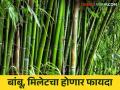 Environment Friendly Healthy Research : पर्यावरणपुरक आणि आरोग्यवर्धक संशोधनाकडे वाटचाल - Marathi News | Towards environmentally friendly and healthy research | Latest agriculture News at Lokmat.com