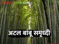 शाश्वत उत्पन्नासाठी बांबूला मिळाले प्रोत्साहन, अटल बांबू समृद्धी : शेतकऱ्यांची होणार उन्नती - Marathi News | Bamboo gets boost for sustainable income Atal Bambu Prosperity: Upliftment of farmers | Latest agriculture News at Lokmat.com