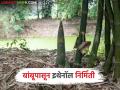 Ethanol Production From Bamboo : आता बांबूपासून इथेनॉल निर्मिती, जगातील पहिला प्रयोग, कसा असेल हा संपूर्ण प्रकल्प  - Marathi News | Latest News Ethanol production from bamboo world's first experiment in producing ethanol from bamboo in asam | Latest agriculture News at Lokmat.com