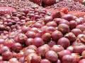 कांदा निर्यातीवर बंदी; दरवाढ राेखण्यासाठी केंद्र सरकारचा निर्णय - Marathi News | ban on onion exports; Central government's decision to maintain the rate hike | Latest national News at Lokmat.com