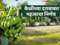 Banana Prices : आता बऱ्हाणपूर नाही तर इथे ठरणार केळीचा भाव, जळगाव जिल्हा प्रशासनाचा महत्त्वाचा निर्णय  - Marathi News | | Latest agriculture News at Lokmat.com