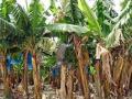 रावेर : आपद्ग्रस्त केळी उत्पादक शेतकरी अद्याप वाऱ्यावर - Marathi News | Raver: Harvesting Banana Farmers Still In The Wind | Latest jalgaon News at Lokmat.com