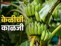 उन्हाळ्यात केळी बागेला कशी सांभाळाल, वाचा हे सोपे उपाय - Marathi News | How to take care of banana orchard in summer, read these simple solutions | Latest agriculture News at Lokmat.com