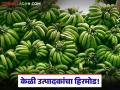 Banana Farmer Crisis : उत्पादन भरपूर, भाव शून्य; केळी उत्पादक 'पश्चात्ताप'च्या खाईत वाचा सविस्तर - Marathi News | latest news Banana Farmer Crisis: Abundant production, zero prices! Banana farmers in the grip of 'regret' | Latest agriculture News at Lokmat.com