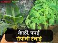 Banana Crop : खान्देशात केळी, पपई पिकावर अवकाळी पावसाचा परिणाम, रोपांची टंचाई  - Marathi News | Latest News Effect of unseasonal rain on banana, papaya crop in Khandesh, shortage of plants | Latest agriculture News at Lokmat.com