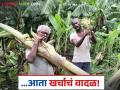 Banana Crop Damage : वादळी वाऱ्याचा तडाखा : आता घड बाहेर काढायलाही हजारोंचा खर्च वाचा सविस्तर - Marathi News | latest news Banana Crop Damage: Stormy winds: Now it costs thousands to even pull out the bunches Read in detail | Latest agriculture News at Lokmat.com
