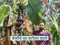 तब्बल ३ टन केळीच्या पिकअपचा दर अवघा सहा हजार; निर्यातक्षम केळी बागेतच चालली सडून - Marathi News | The pickup rate for 3 tons of bananas is just 6 thousand; Exportable bananas rot in the garden | Latest agriculture News at Lokmat.com