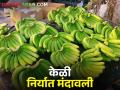 निर्यातक्षम केळी दरात अचानक घसरण कशामुळे? कसा मिळतोय बाजारभाव - Marathi News | What caused the sudden drop in exportable banana prices? How is the market price? | Latest agriculture News at Lokmat.com