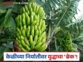 Banana Export : वादळ ओसरलं; पण युद्धाची झळ केळीवर कायम! वाचा सविस्तर - Marathi News | latest news Banana Export: The storm has passed, but the war on bananas remains! Read in detail | Latest agriculture News at Lokmat.com
