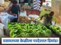 Banana Export : वसमतच्या केळीला परदेशात डिमांड; इराककडून विक्रमी दर वाचा सविस्तर - Marathi News | latest news Banana Export: Vasmat's bananas are in demand abroad; Record prices from Iraq Read in detail | Latest agriculture News at Lokmat.com