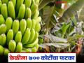 अमेरिका-इराण युद्धाचा सर्वाधिक फटका केळीला; पुरवठा साखळीत १,७५० कंटेनर अडकले - Marathi News | Bananas hit hardest by US-Iran war; 1,750 containers stuck in supply chain | Latest agriculture News at Lokmat.com